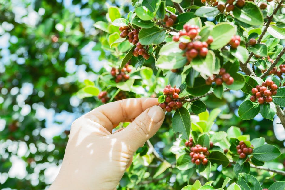 coffee farming and climate change